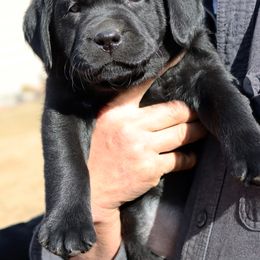 Labrador Retriever Puppies from Zumi's Labs