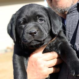 Labrador Retriever Puppies from Zumi's Labs