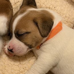 Girl 1 - Tri-color female Jack Russell Terrier puppy in Berthoud, Colorado from Shelby Burleson's Golden Retrievers and Jack Russell Terriers