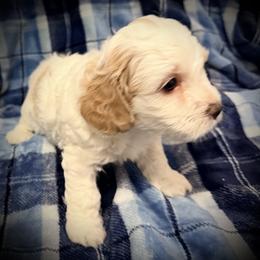 Comet - Blenheim male Cavapoo puppy in Bradenton, Florida from Christianna’s Mini Goldendoodles