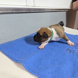 Boy 3 Green - Boxer puppy from Seufzer's Boxers
