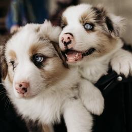 Australian Shepherd Puppies from Southern Comfort Aussies