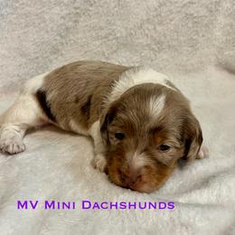 Spirit - Dapple male Dachshund puppy in Carlsbad, Texas from MV Mini Dachshunds