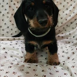 Milo - Black and tan male Dachshund puppy in Watts, Oklahoma from Circle F Wired Wieners