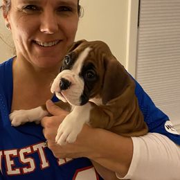 Boxer Puppies from Fineview Boxers