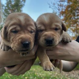 Girl 3 - Yellow female Labrador Retriever puppy in Eleva, Wisconsin from Dan's Labrador Retrievers