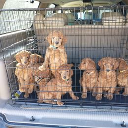 Poodle Puppies from R-Family Red Standard Poodles