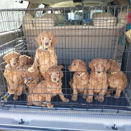 Poodle Puppies from R-Family Red Standard Poodles