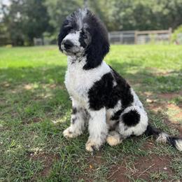 Rivers - Goldendoodle