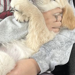 Golden Retriever Puppies from Ginn’s Golden Retrievers