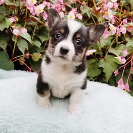 American Corgi and Pembroke Welsh Corgi Puppies from Whimsical Treasure Corgis