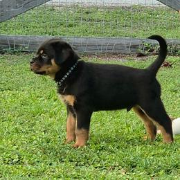 Wasko - Black and mahogany male Rottweiler puppy in Loxahatchee, Florida from Vom hause Reto