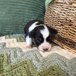 Flora - Fluffy - Black and tan female Pembroke Welsh Corgi puppy in Stillwater, Oklahoma from Steele Family Farms