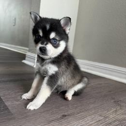 George - Black and white male Alaskan Klee Kai puppy in Beverly Hills, Florida from Lucky Charm Klee Kai