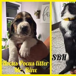 Mr. Binx Hocus Pocus - Black brown and white male Basset Hound puppy in Park City, Kansas from Stegmans Basset Hounds
