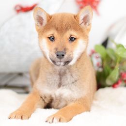 Morio ❤️ Red Boy - Red male Shiba Inu puppy in Neosho, Missouri from Sunny Terrace Shibas