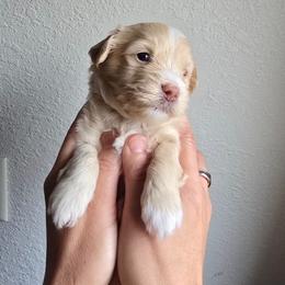 Yeti - White and tan male Maltese puppy in Ludington, Michigan from OT Maltese & Co