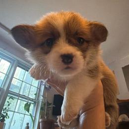 Shimmer La Croix (Forest) - Red male Pembroke Welsh Corgi puppy in New York, New York from Ad Astra NYC