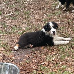 Jason - Black tri-color male Australian Shepherd puppy in Hammond, Louisiana from Gold Ring Australian Shepherds