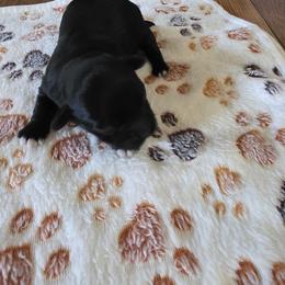 Girl3 - Black female Havanese puppy in Batesville, Arkansas from Hillbilly Havanese