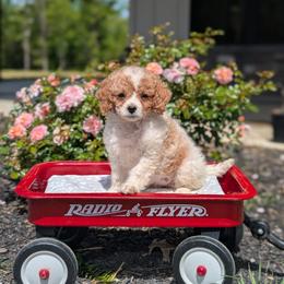 Girl 1 - Blenheim female Cavapoo puppy in Mc Ewen, Tennessee from Spencer's "lil" Cavapoos & Bernedoodles