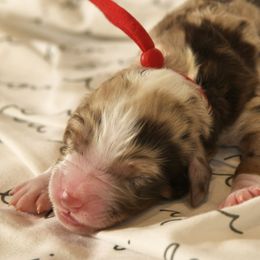 Boy 1 - Bernedoodle puppy in Vinita, Oklahoma from American Poodles and Doodles