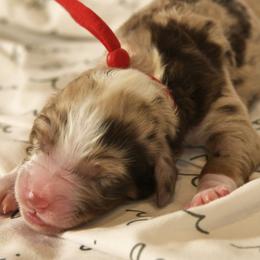 Boy 1 - Bernedoodle puppy in Vinita, Oklahoma from American Poodles and Doodles