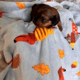 Dachshund Puppies from Ginny’s Family Dachshunds