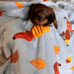 Dachshund Puppies from Ginny’s Family Dachshunds