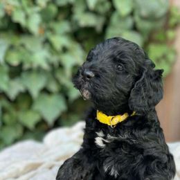 Snowflake - Black Labradoodle puppy in Atascadero, California from Classic Poodles and Doodles