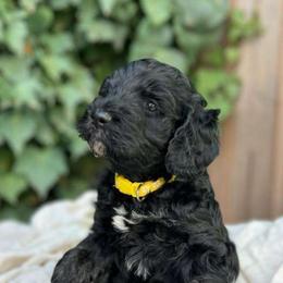 Snowflake - Black Labradoodle puppy in Atascadero, California from Classic Poodles and Doodles