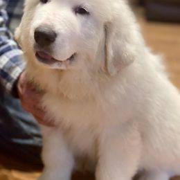OFA health tested Blue Boy - White Great Pyrenees puppy in Red Bluff, California from River's Bend Walnut Orchard