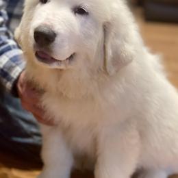 OFA health tested Blue Boy - White Great Pyrenees puppy in Red Bluff, California from River's Bend Walnut Orchard