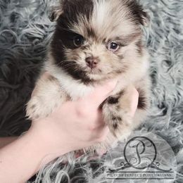 Pomeranian Puppies from Picture Perfect Pomeranians