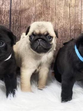 Friends with pug