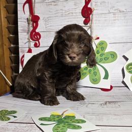 Mozart - Brown male Cockapoo puppy in Holden, Missouri from Rouffman Doodles