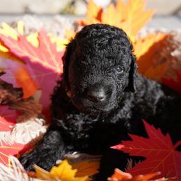 Curly-Coated Retriever Puppies from CHAPARRAL CURLY RETRIEVERS