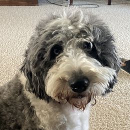 Piper - Aussiedoodle