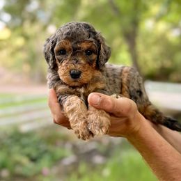 Angels - Blue merle female Bernedoodle puppy in Thatcher, New Mexico from Brush Fire Doodles
