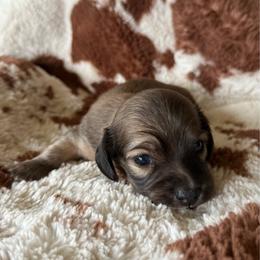 Colin - Cream male Dachshund puppy in Boswell, Indiana from Golden Moose Homestead