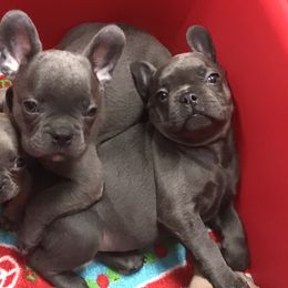 Bulldog, French Bulldog, and Pug Puppies from Royal destiny kennels