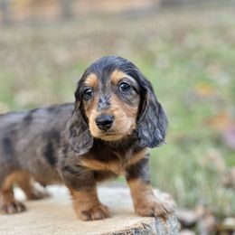 Steel - Dapple male Dachshund puppy in Mascot, Tennessee from Magnolia Pearl Dachshunds