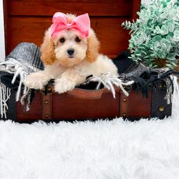 Darla - Apricot female Goldendoodle puppy in North Carolina from NC Doodle Puppies