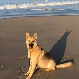 German Shepherds from Tamara Phillips German Shepherds