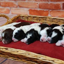 Bernedoodle, Goldendoodle, and Soft Coated Wheaten Terrier Puppies from Red Brick Doodles