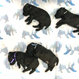 Poodle Puppies from Linden Poodles