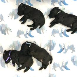 Poodle Puppies from Linden Poodles