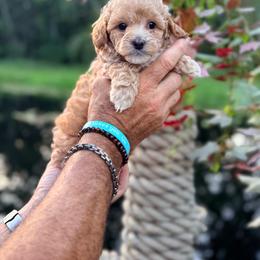Kenzi - Cream female Goldendoodle puppy in Cocoa, Florida from The Beach Doodles