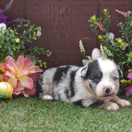 Snow - Blue merle female Australian Shepherd puppy in Fallon, Nevada from Double H Australian Shepherds