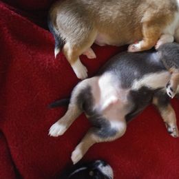 Chihuahua Puppies from Inman Fields